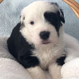 Russell - Blue gray and white male Old English Sheepdog puppy in Baltimore, Maryland from Misty Blue’s Old English Sheepdogs