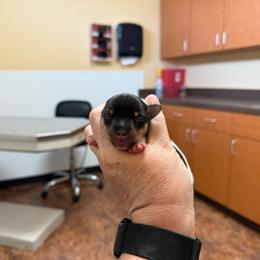 Baby 1 - White black and tan male Toy Fox Terrier puppy in Clermont, Florida from Debbie Hiles's Toy Fox Terriers