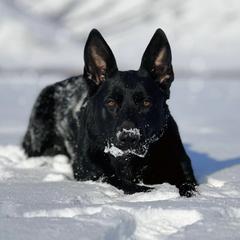 Ducati - German Shepherd