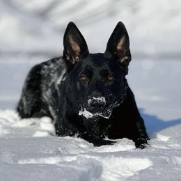 Ducati - German Shepherd