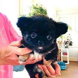 Black Rose(pending) - Black and white female Chihuahua puppy in Santa Rosa Beach, Florida from Eva's Chihuahua