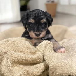 Miniature Schnauzer Puppies from Hardcastle Family Schnauzer’s