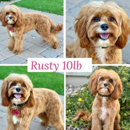 Rusty - Cavapoo