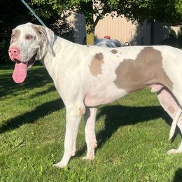Kreed - Great Dane