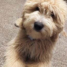 Cavapoo and Goldendoodle All Grown Up from Ivy The Mini Doodle