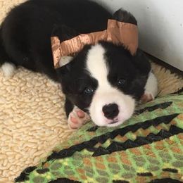 Cardigan Welsh Corgi Puppies from Rochar Cardigan Welsh Corgis