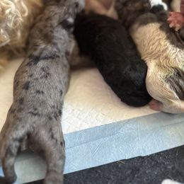 Boy 5 - Merle male Goldendoodle puppy in Toledo, Ohio from Avery Doodle Day LLC