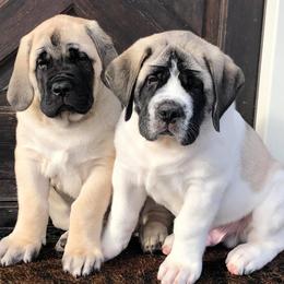 Mastiffs from ScottsCreek Mastiffs