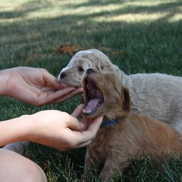Goldendoodle Puppies from Delaryedoodles