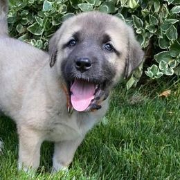 Anatolian Shepherd Dogs and Kangals from Hidden Meadow Ranch