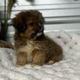 Soloman - Red brindle male Pekingese puppy in Elgin, South Carolina from Silver Bells Paw Prints