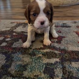 Rosie - Blenheim female Cavalier King Charles Spaniel puppy in Oakley, California from Caloobanan Cavaliers