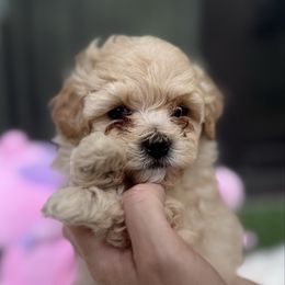 Luna - Apricot female Maltipoo puppy in Hollywood, Florida from Iuliia's puppies