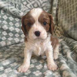 Brooks - Blenheim male Cavalier King Charles Spaniel puppy in Romney, West Virginia from The Cozy Cavaliers