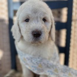 Boy 1 - Goldendoodle puppy from Silver Hill Farm