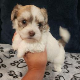 Tiny girl - Chocolate sable female Havanese puppy in Jennings, Florida from Mountain Dream Acres