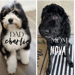 Bernedoodle Puppies from Doodle Dealers