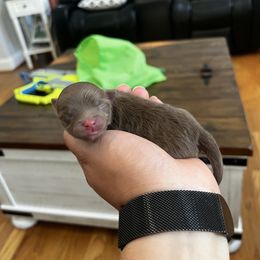 Girl 2 - Chocolate female Pomeranian puppy in Randleman, North Carolina from Luxurious Poms