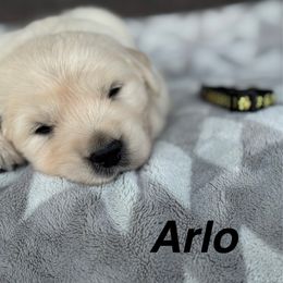 Arlo - Light golden male Golden Retriever puppy in Piqua, Ohio from Golden’s of Remington Fields