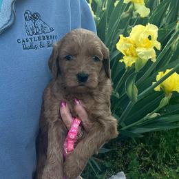 Pink - Red  female Goldendoodle puppy in Indian Trail, North Carolina from Castleberry Doodles and Poodles