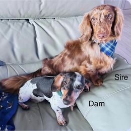 Dachshund Puppies from Larsh L❤️VE Miniature Dachshunds