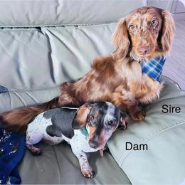 Dachshund Puppies from Larsh L❤️VE Miniature Dachshunds