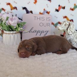 3,000... Benny - Chocolate and tan male Dachshund puppy in Winter Haven, Florida from Gateway 2 Little Paws