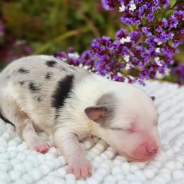 Miniature Australian Shepherd Puppies from DLT MiniAussie