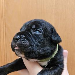 Green Collar Male - Black brindle male Cane Corso puppy in Lewistown, Montana from Corsi Amore Kennels