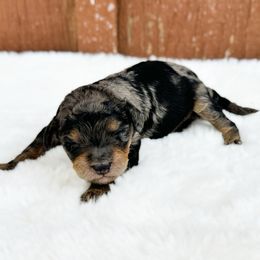 Blue Merle Phantom - Merle male Cavapoo puppy in Wamego, Kansas from Doodles of Oz