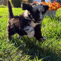 Raven - Blue merle female Aussiedoodle puppy in Taylor, Missouri from Pawsitively Doodles