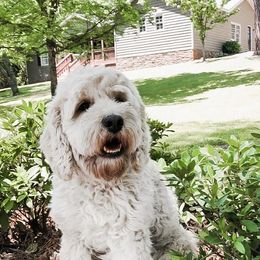 Minnie Pearl - Australian Labradoodle