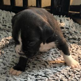 Boy 2 - White male Boxer puppy in Lakeland, Florida from Cote's Boxers