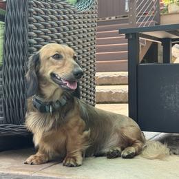 Toffee - Dachshund