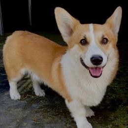 Pembroke Welsh Corgis from M and B Corgis