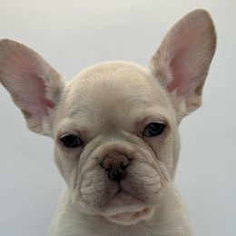Ivey - White French Bulldog puppy in San Leandro, California from City of Frenchies