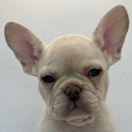 Ivey - White French Bulldog puppy in San Leandro, California from City of Frenchies