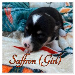 Saffron - Black and white female American Corgi puppy in Scottown, Ohio from Wyndy Ridge Corgis