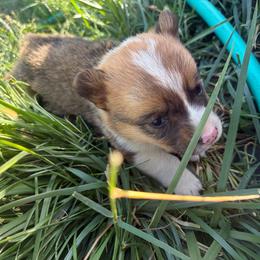Izzy - Sable female American Corgi puppy in Tonasket, Washington from Highland corgis