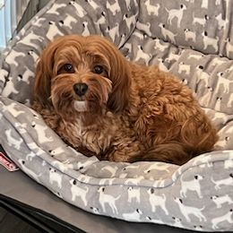 Deza - Havanese