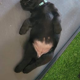 Labrador Retriever Puppies from Steele Caliber Retrievers