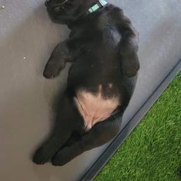 Labrador Retriever Puppies from Steele Caliber Retrievers