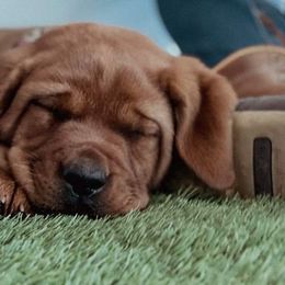 Brisa - Labrador Retriever