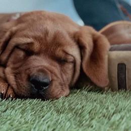 Brisa - Labrador Retriever