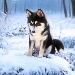 Apollo - Pomsky