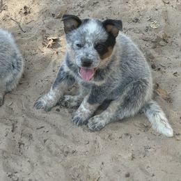 Australian Cattle Dog Puppies from Red Horizon ACD Kennels