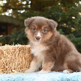 TIMBER - Red tri-color male Australian Shepherd puppy in Marysville, Washington from Benoit Australian Shepherds