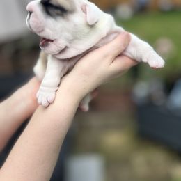 Bulldog Puppies from Sweet Rolls