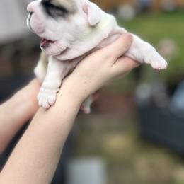 Bulldog Puppies from Sweet Rolls