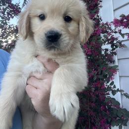 Blue - Golden male Golden Retriever puppy in Jesup, Georgia from Painted Platinum Retrievers (Painted Platinum Kennel) PPK